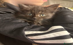 Maine Coon cats for sale: Loveliest, fluffy Maine coon X ragdoll kittens - Image 7