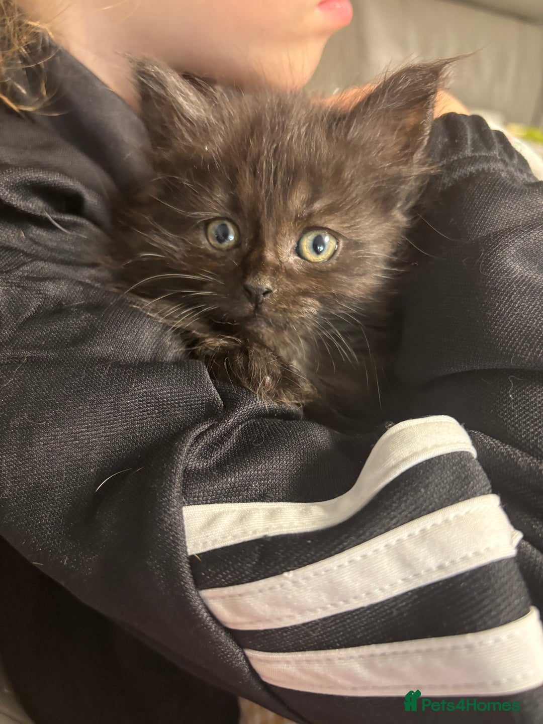 Maine Coon cats for sale: Loveliest, fluffy Maine coon X ragdoll kittens - Image 7