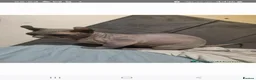 Sphynx cats for sale: Dwelf sphynx aka bully sphynx female - Advert 6