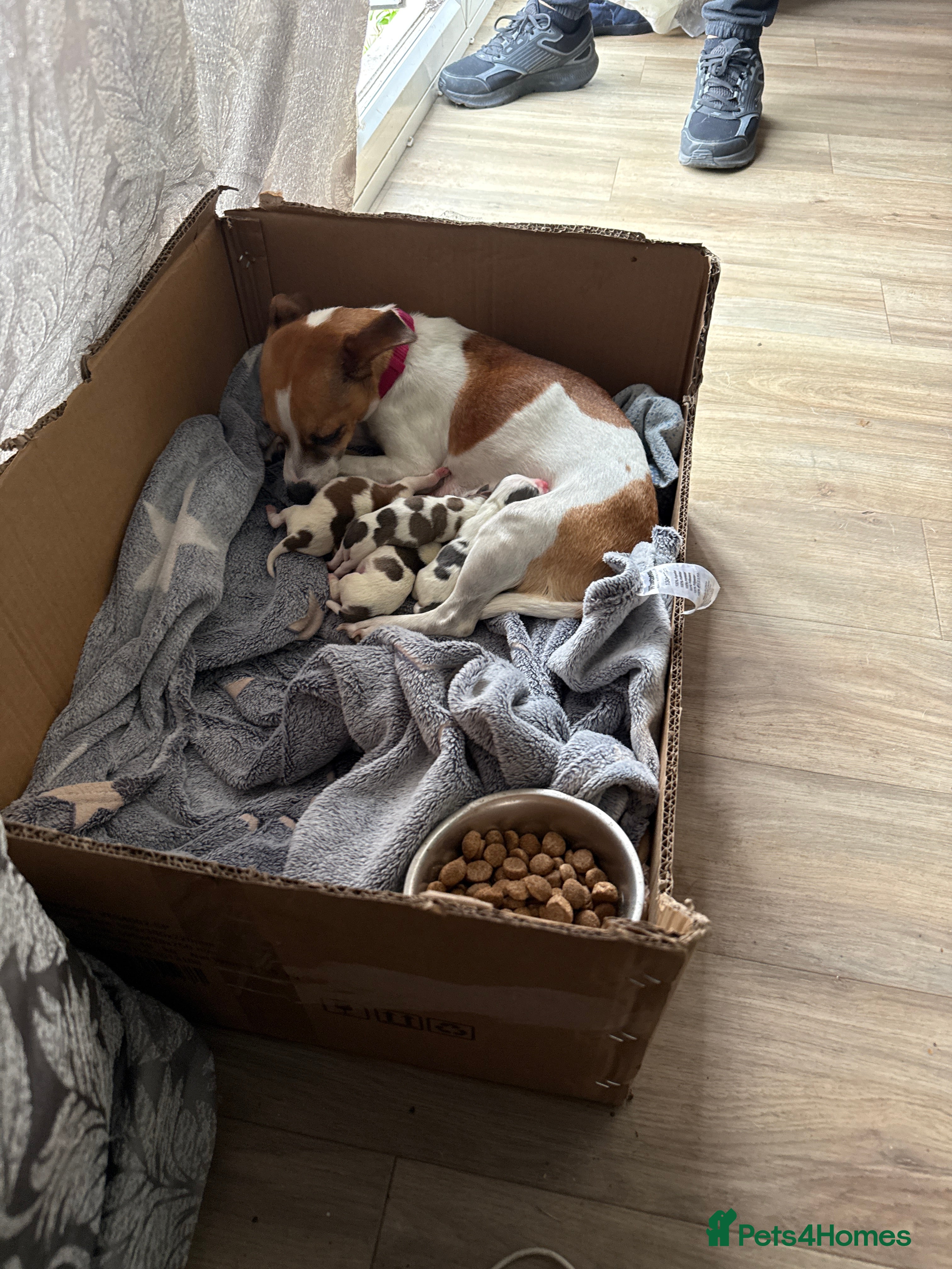 Jack Russell dogs Rare colouring Jack Russell’s 3 Male - Advert 5