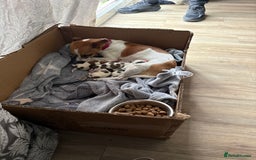 Jack Russell dogs for sale: Rare colouring Jack Russell’s 4 Male - Advert 1