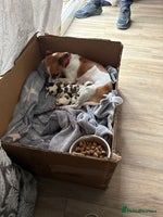 Jack Russell dogs Rare colouring Jack Russell’s 4 Male - Advert 7