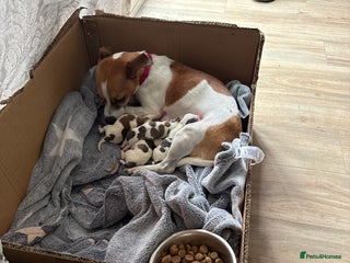 Jack Russell dogs for sale: Rare colouring Jack Russell’s 4 Male - Advert 1