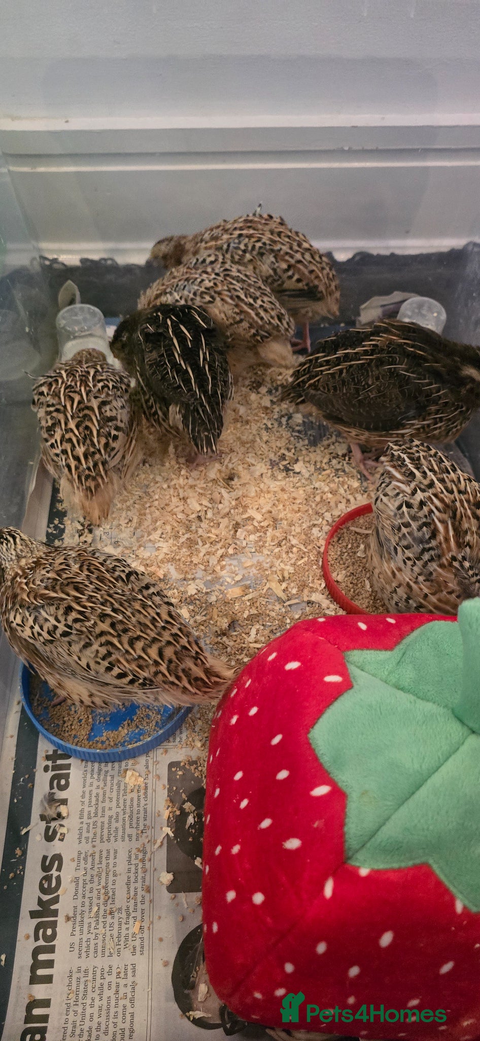 Quail poultry Quail chick Plympton  - Advert 7