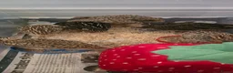 Quail poultry for sale: Quail chick Plympton  in Plymouth - Advert 1
