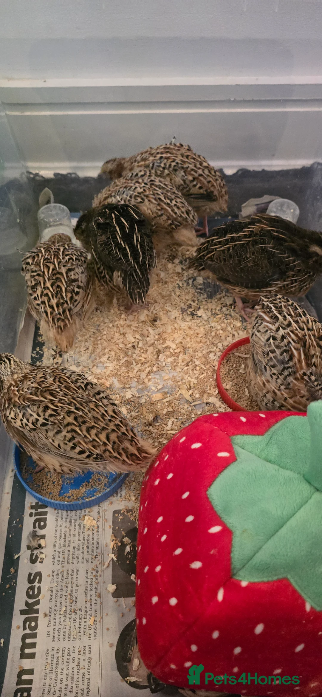 Quail poultry for sale: Quail chick Plympton  in Plymouth - Advert 1