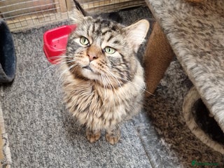 Maine Coon cats in Southampton - Advert 1