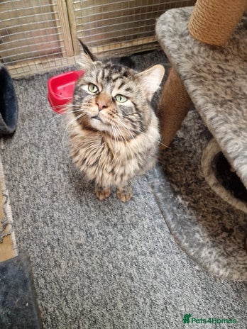 Maine Coon cats DENVER offered for stud services in Southampton - Advert 4