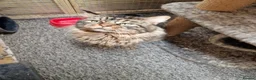 Maine Coon cats for stud: DENVER offered for stud services in Southampton - Advert 1
