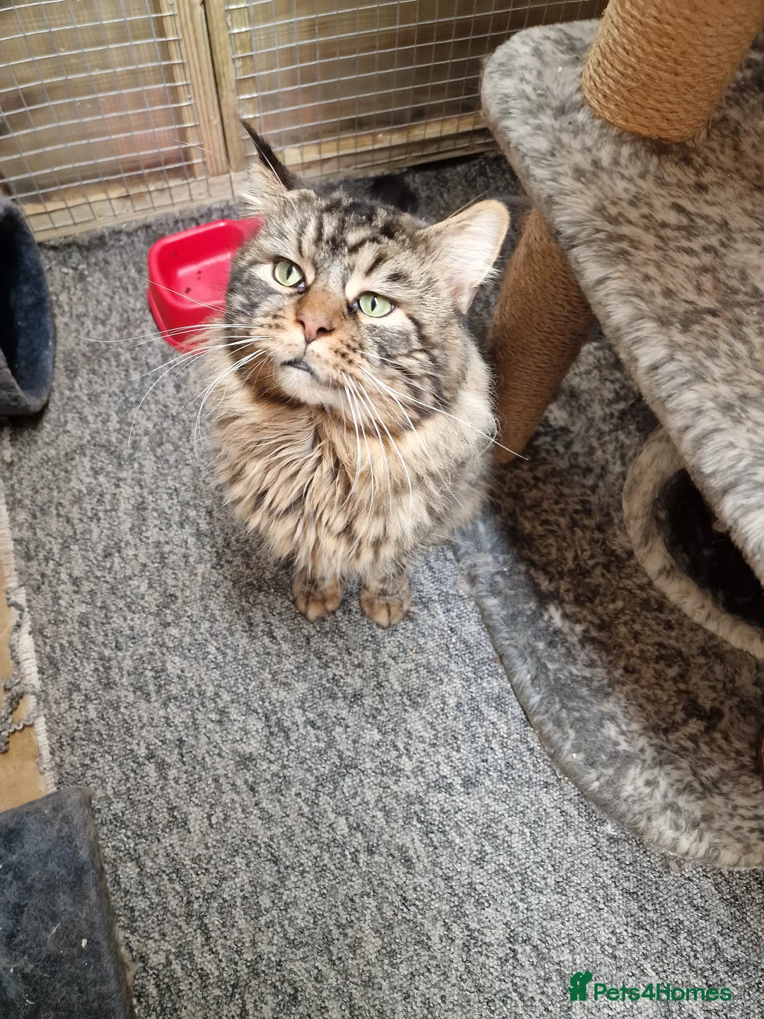 Maine Coon cats for stud: DENVER offered for stud services in Southampton - Advert 1