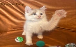 Ragdoll cats for sale: Adorable pure Ragdoll kittens boys and girls - Image 19