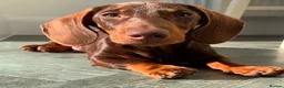 Miniature Dachshund dogs for sale: KC Miniature dachshund chocolate and tan puppies!  - Advert 12