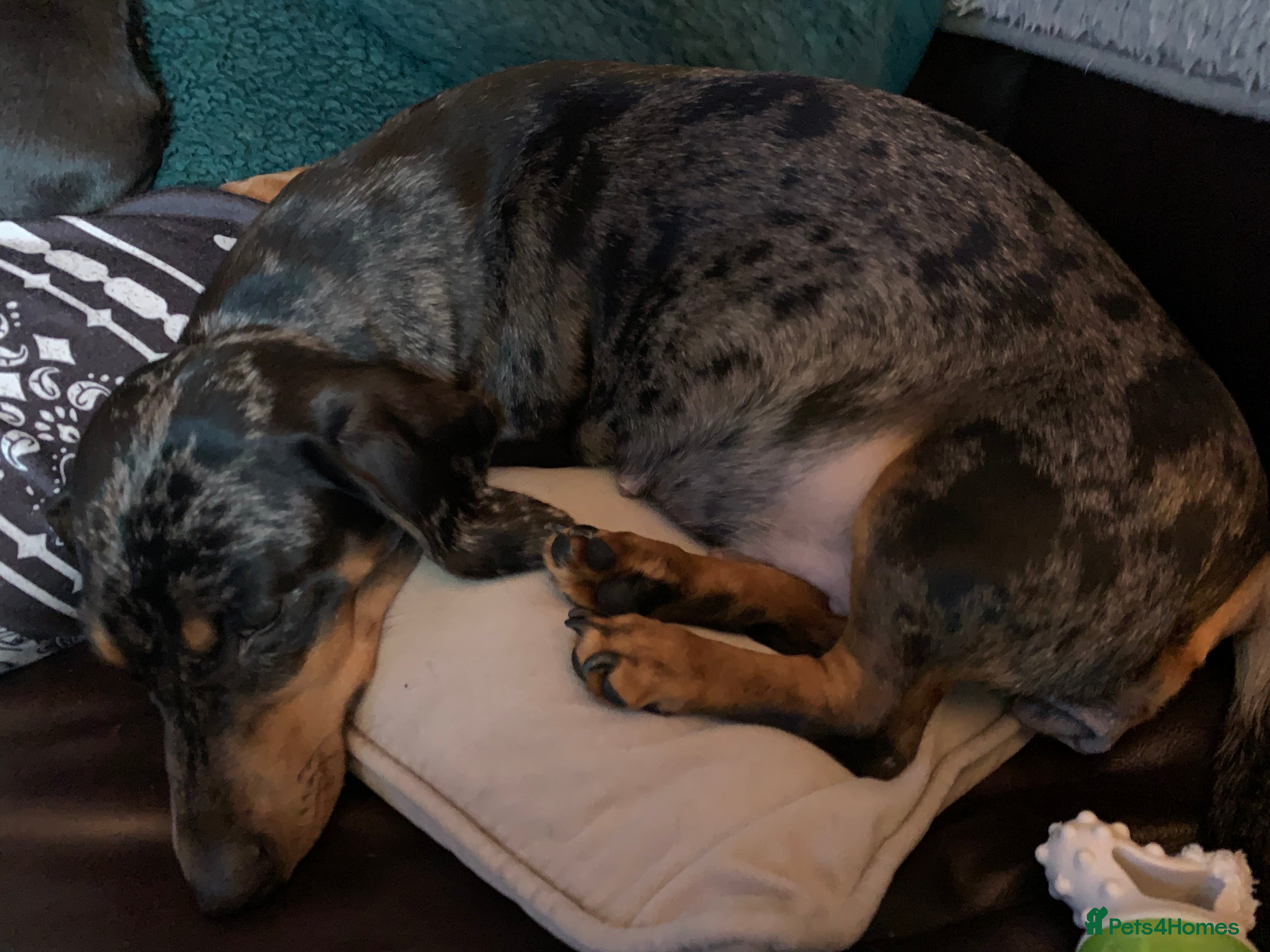 Miniature Dachshund dogs Minature smooth haired dachshunds  - Advert 1