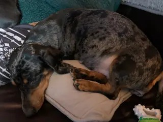 Miniature Dachshund dogs Minature smooth haired dachshunds - Advert 16