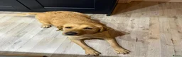 Labrador Retriever dogs for sale: Fox red/golden Labrador - Advert 10