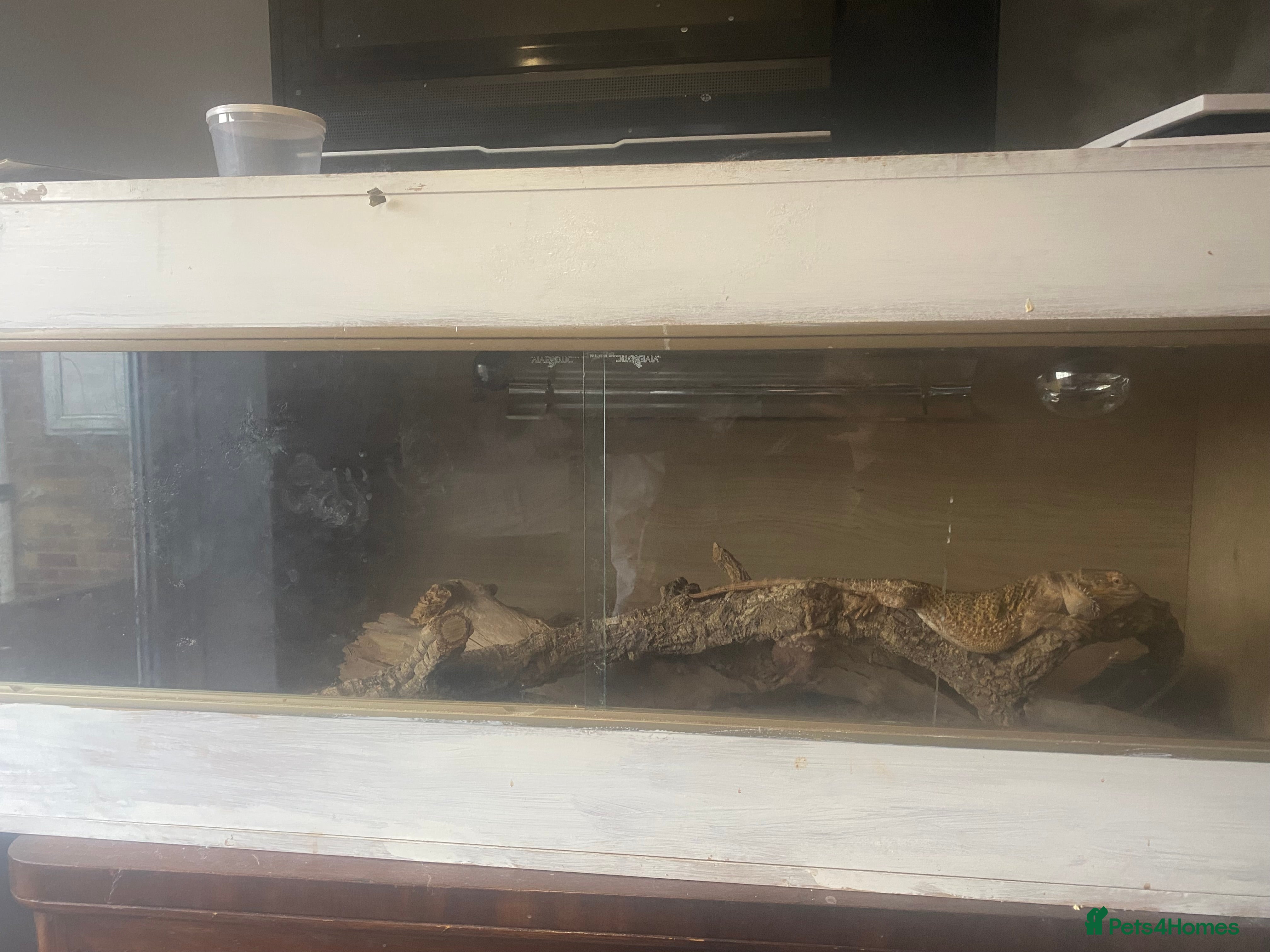 Bearded Dragon reptiles Bearded dragon for sale - Advert 13