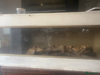 Bearded Dragon reptiles Bearded dragon for sale - Advert 1