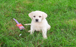 Labrador Retriever dogs for sale: Yellow Labrador Puppy - Image 4
