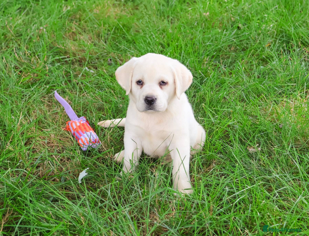 Labrador Retriever dogs for sale: Yellow Labrador Puppy - Image 4