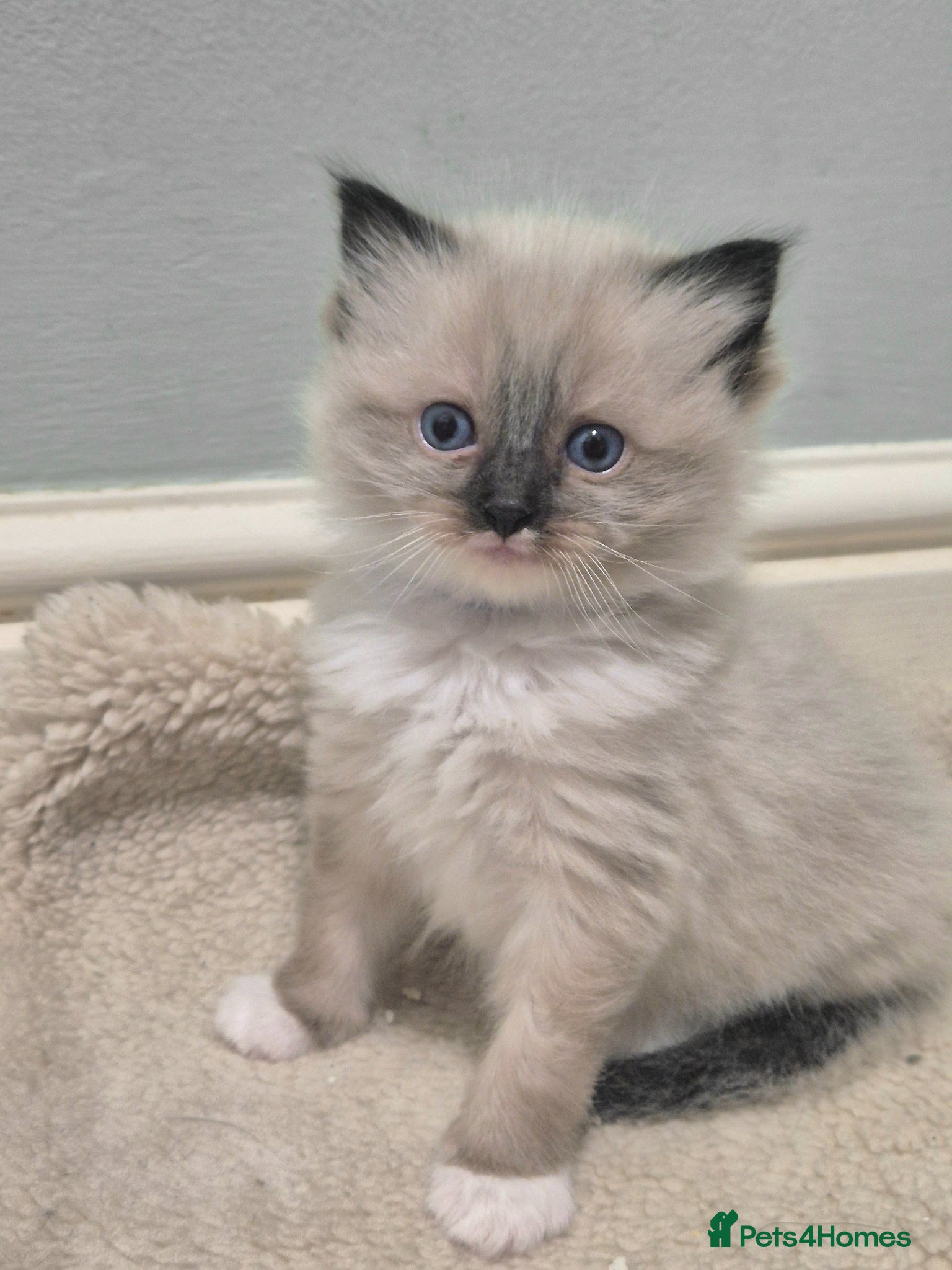 Ragdoll cats ✨️ Rare Mink Ragdoll Kittens  - Advert 10