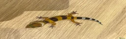 Gecko reptiles for sale: Baby leopard geckos for sale   - Advert 18