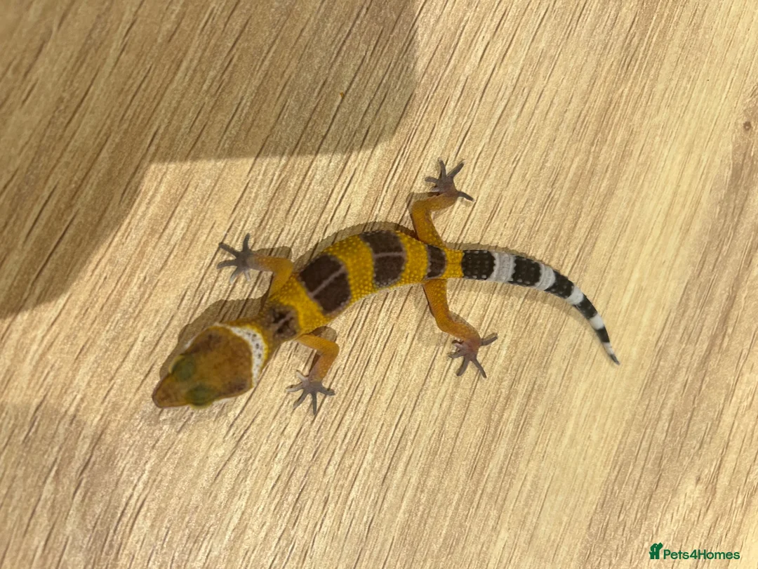 Gecko reptiles for sale: Baby leopard geckos for sale   - Advert 18