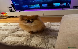 Pomeranian dogs for sale: Happy Pom Pom - Image 7