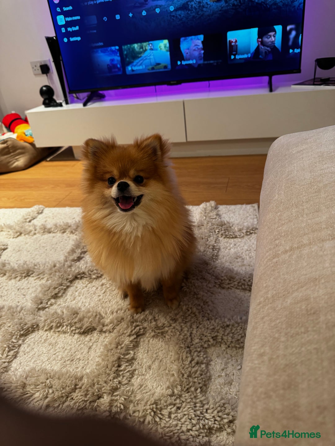 Pomeranian dogs for sale: Happy Pom Pom - Image 7