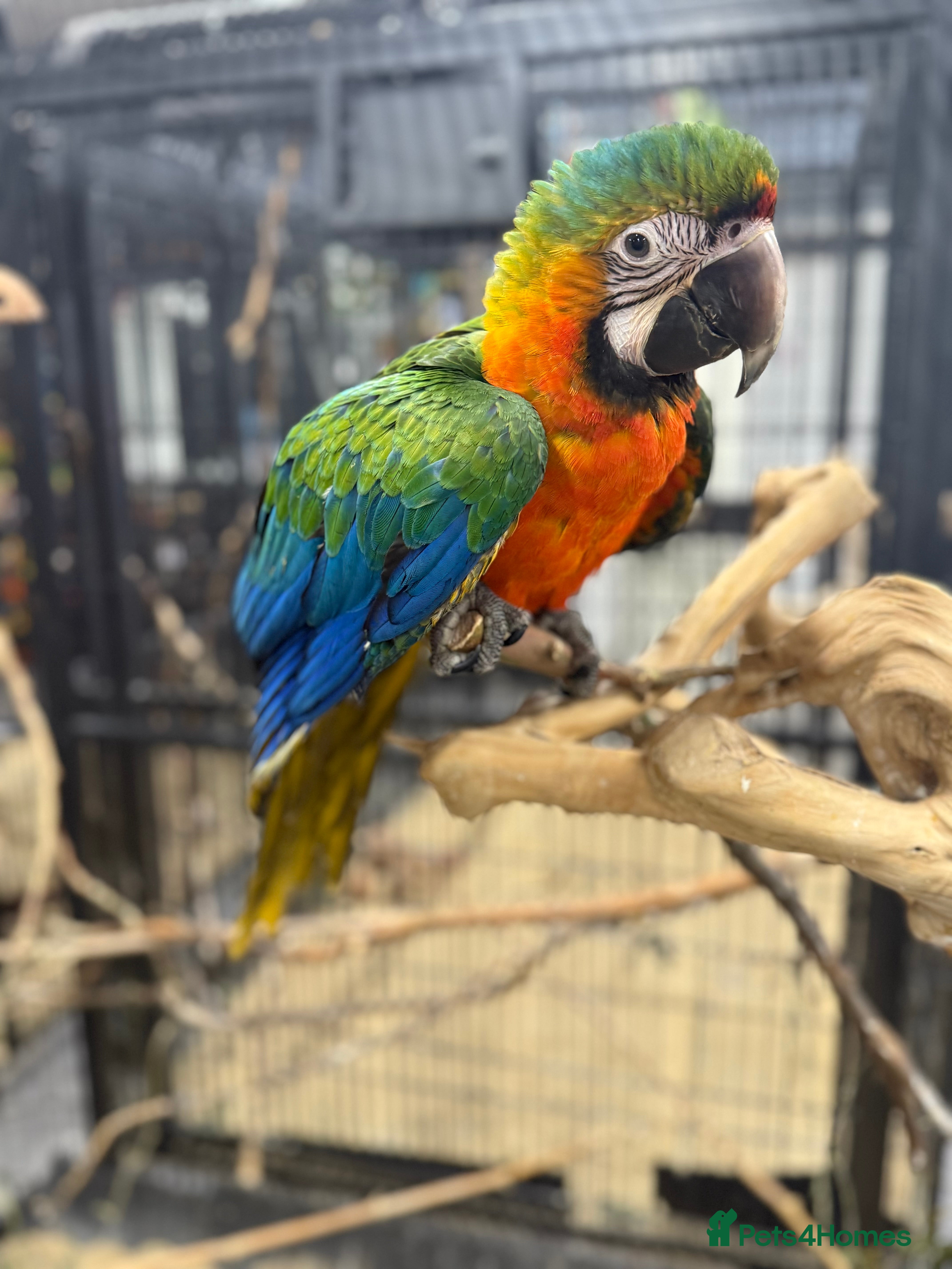 Macaws birds Stunning Handreared baby Catalina Macaw  - Advert 1