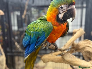 Macaws birds Stunning Handreared baby Catalina Macaw - Advert 1