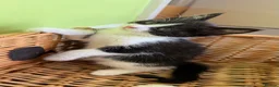 Mixed Breed cats for sale: Mixed Maine Coon Kittens in Richmond - Advert 15