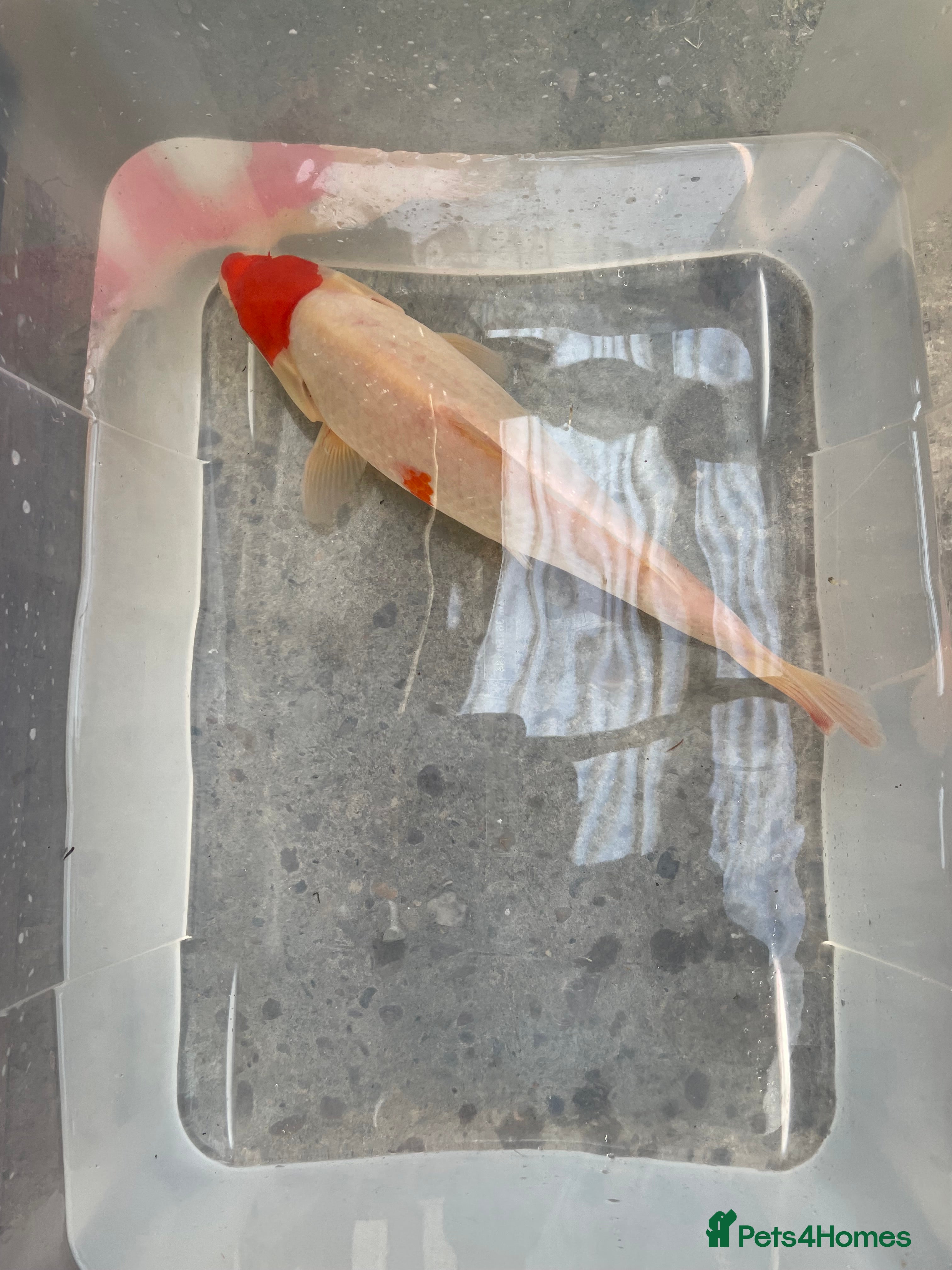 Koi Carp fish 💥QUALITY KOI CARP COLOURFUL NICE SELECTION💥 - Advert 7