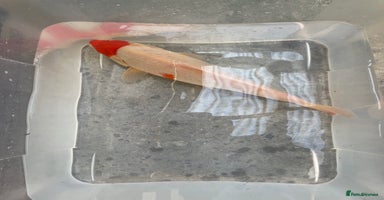 Koi Carp fish - Advert 1