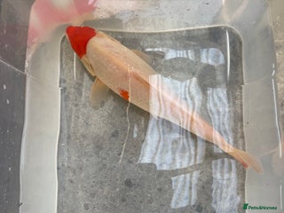 Koi Carp fish 💥QUALITY KOI CARP COLOURFUL NICE SELECTION💥 - Advert 7