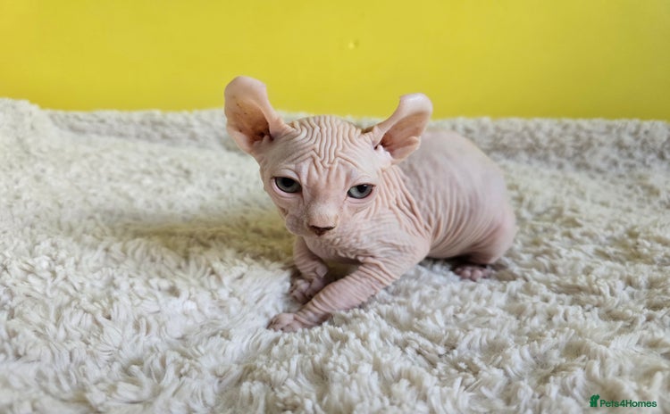 Sphynx cats - Advert 5