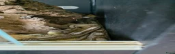 Corn Snake reptiles for sale: 2 cornsnakes looking for new homes - Advert 4