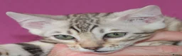 Bengal cats for sale: STUNNING SILVER MALE BENGAL CUB - Advert 2