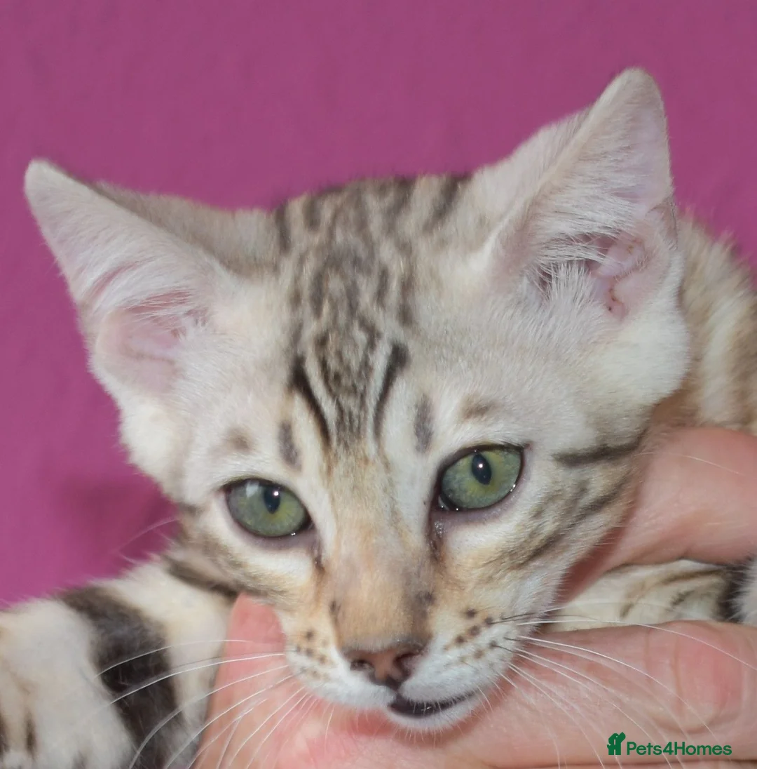 Bengal cats for sale: STUNNING SILVER MALE BENGAL CUB - Advert 2