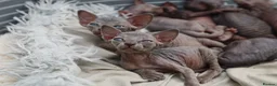 Sphynx cats for sale: Lovely Sphynx Kittens available - Advert 23