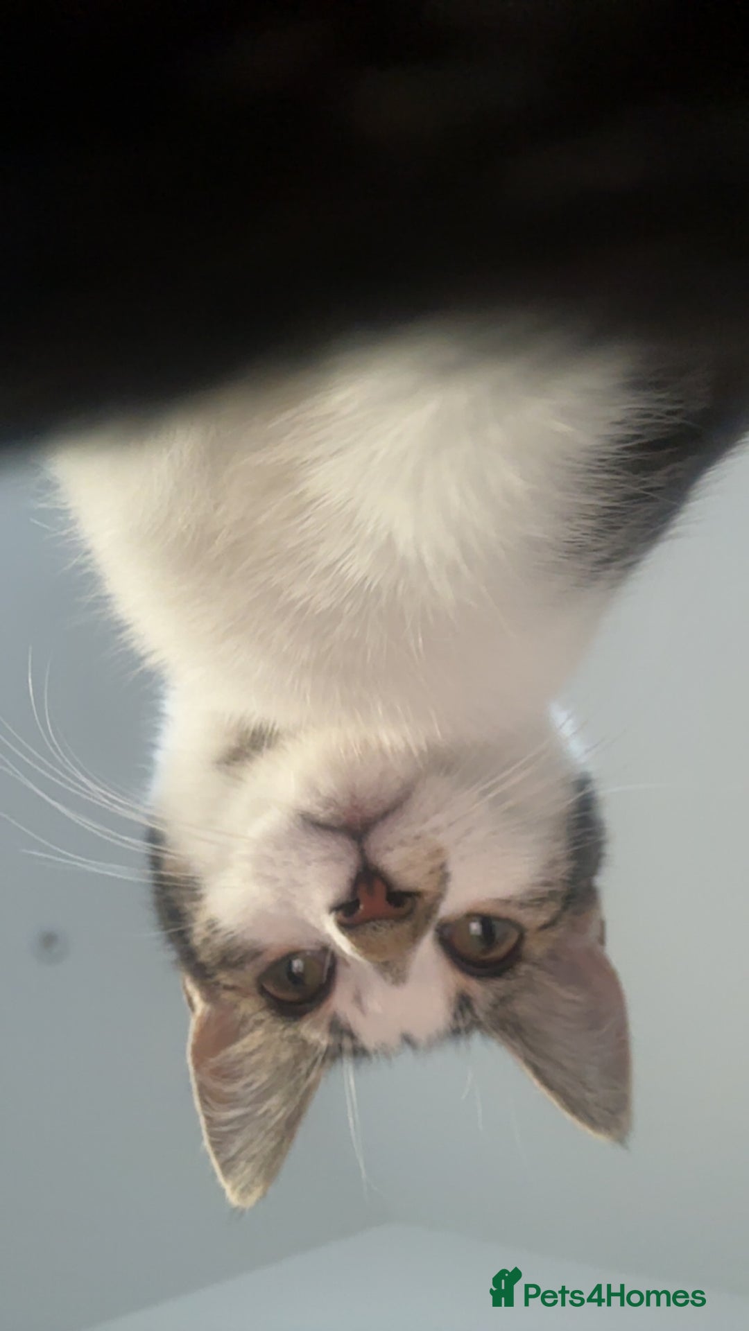 Mixed Breed cats for sale: Phoebe, 10 Months Old 🐾 🩷 - Advert 16