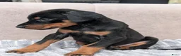Dobermann dogs for sale: KC registered Dobermann pups - Advert 3