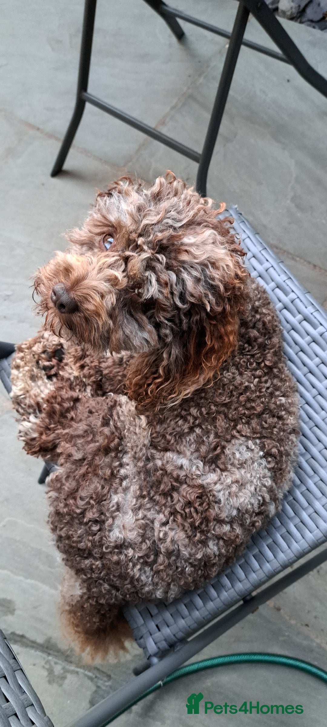 Poodle dogs for stud: cockapoo stud merle DNA health tested in Bristol - Image 7