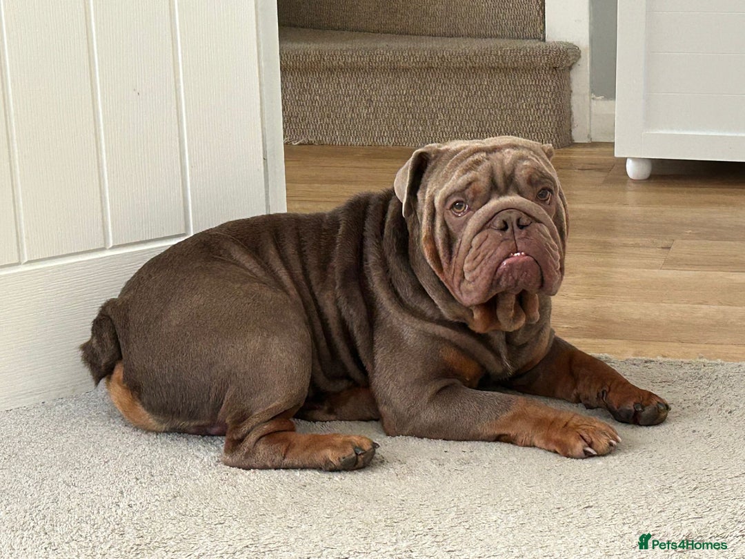 English Bulldog dogs for sale: English Bulldog - Image 3