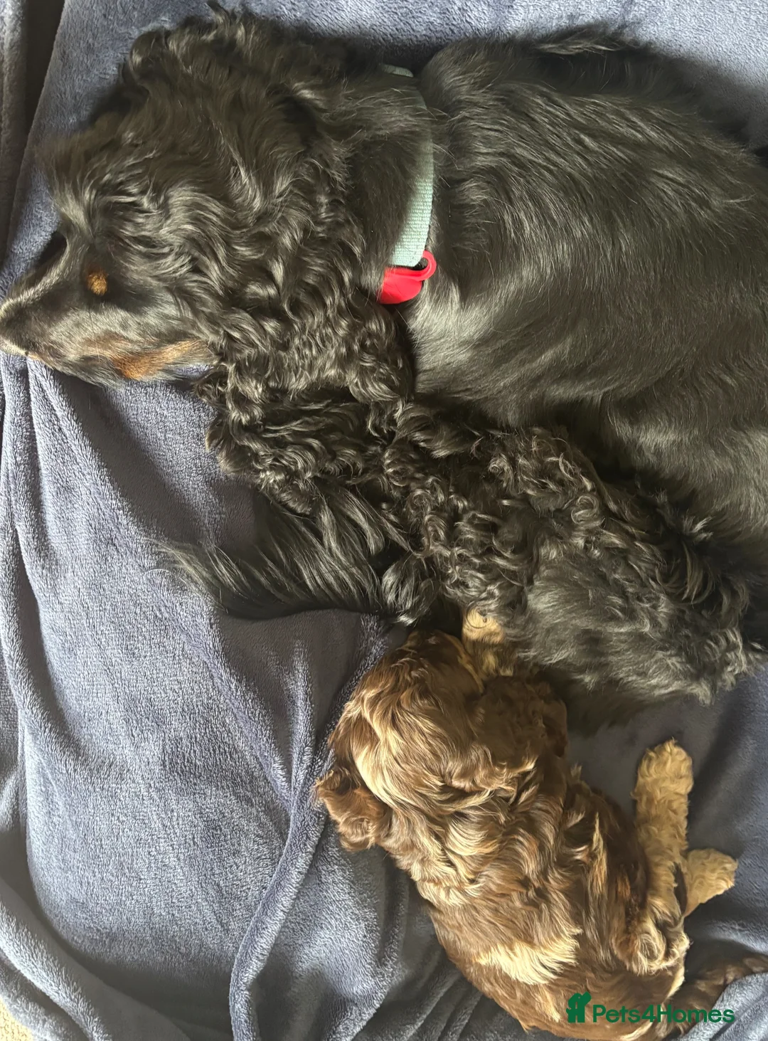 Cockapoo dogs for sale: Cockapoo Merle Puppy - Advert 2