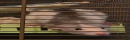 Rat rodents for sale: Pair of Female Dumbo Rats with large enclosure - Advert 1