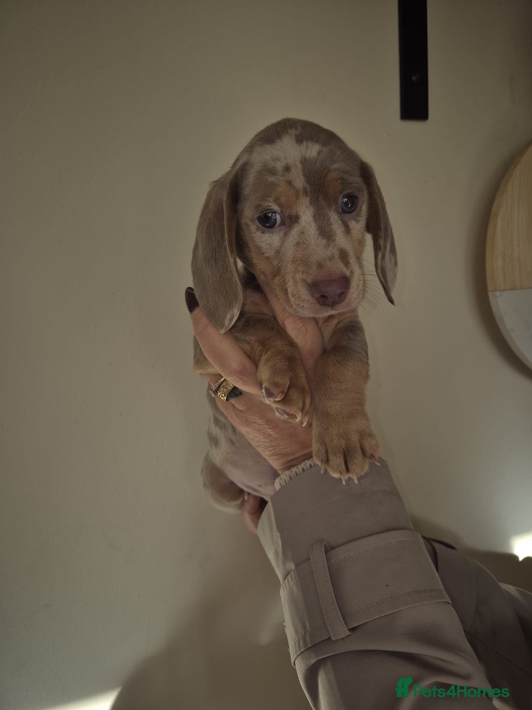 Dachshund dogs for sale: Miniature Dachshunds for sale  - Advert 15