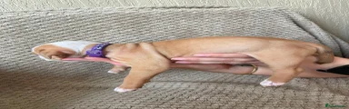 Mixed Breed 2