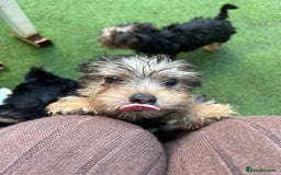 Yorkshire Terrier dogs for sale: Yorkshire terriers 1 boy 3 girls - Image 3