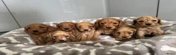 Cockapoo dogs for sale: ⭐🐶 Exceptional F1 Cockapoo Puppies 🐶⭐ - Advert 5