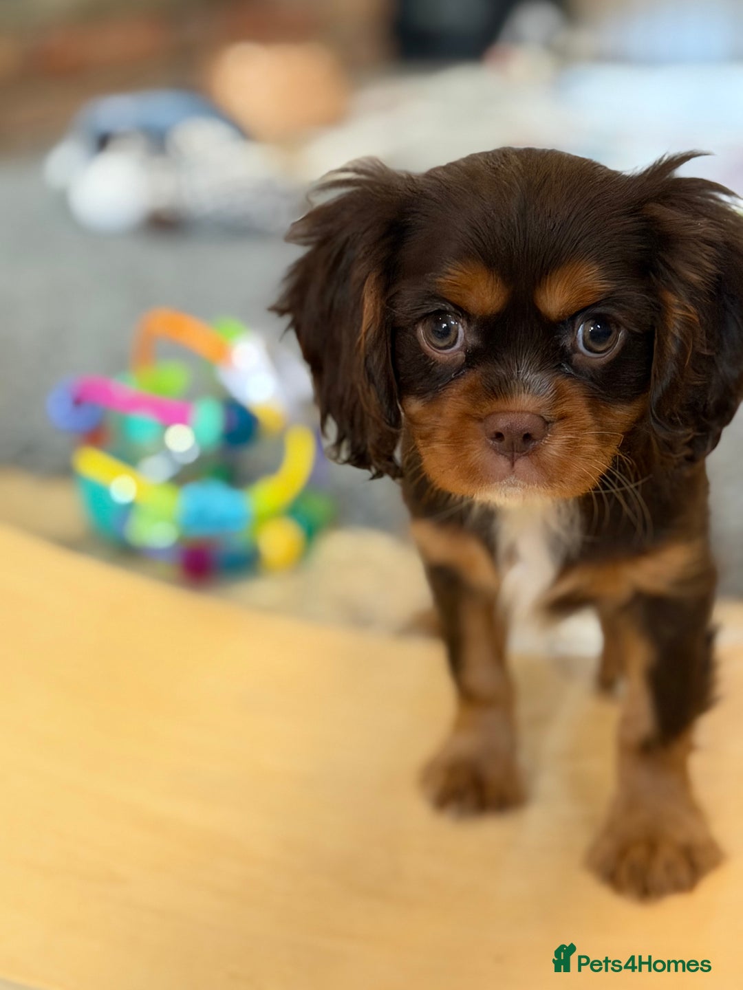 Cavalier King Charles Spaniel dogs for sale: Chocolate and tan Cavalier king charles - Advert 20